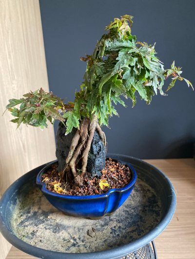 Acer