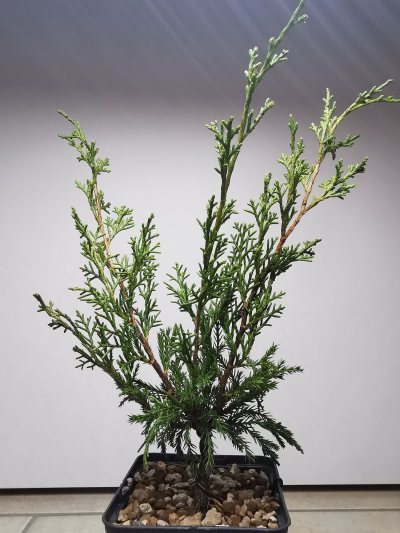 Juniperus Itoigawa 2