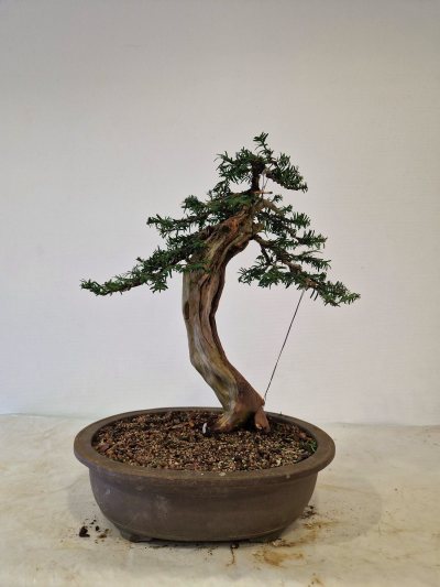 Bonsai
