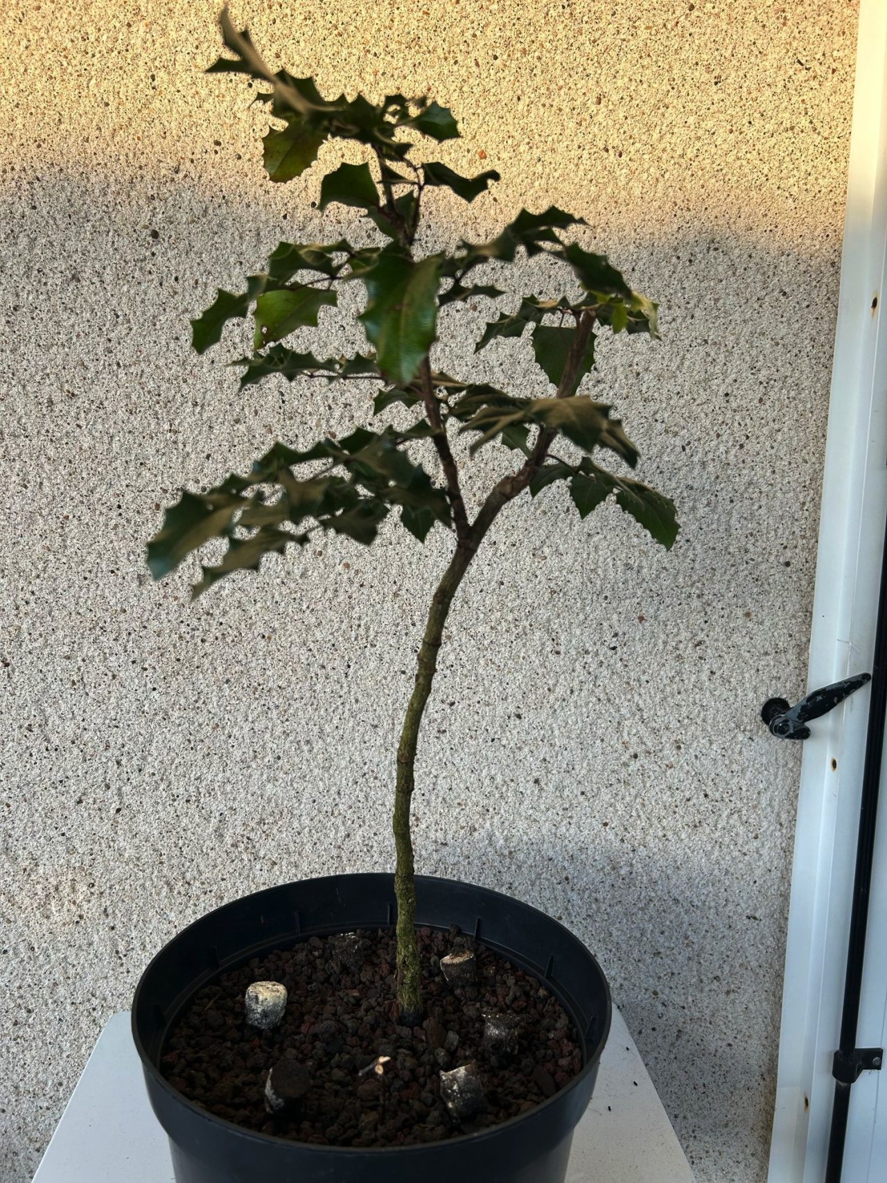Photo 5