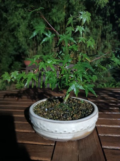 Acer palmatum 096