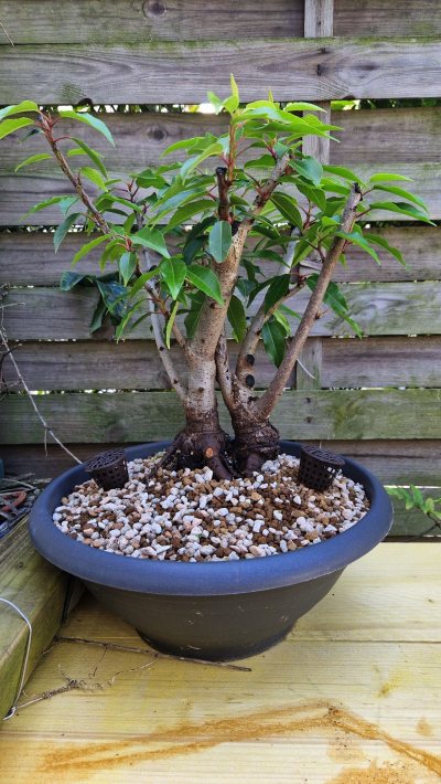 Prunus lusitanica