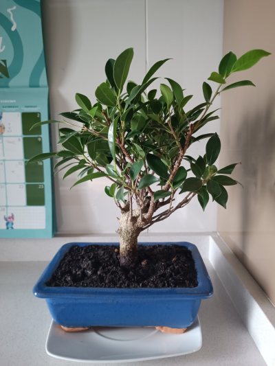 Mi primer Bonsai