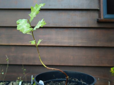 Oak 002