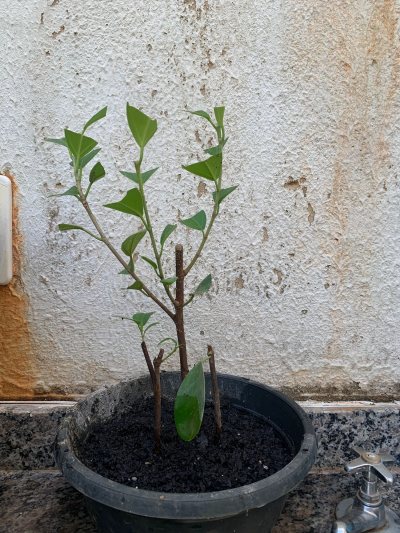 Palitos