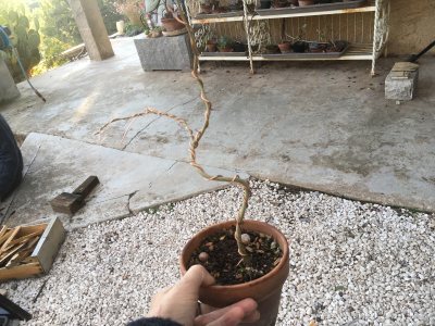 Arbre à soie 2