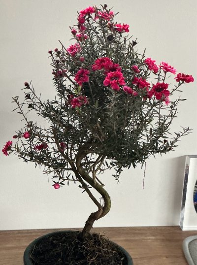 Arbre à thé