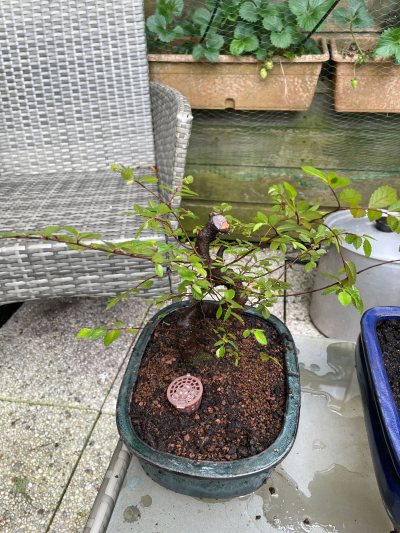 Zelkova parvifolia