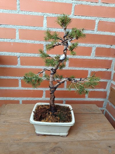 Abeto Blanco/Picea