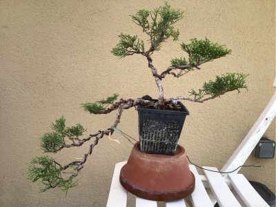 #49 Juniperus chinensis