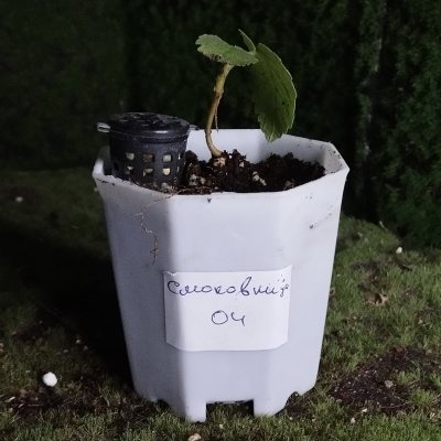 Смоковница обыкновенная 🌳 СОб04 ~○⌑