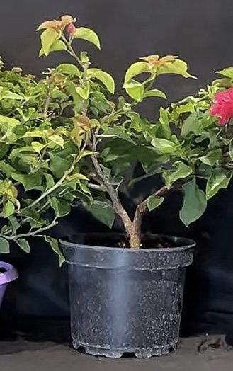 Bougainvillea - red