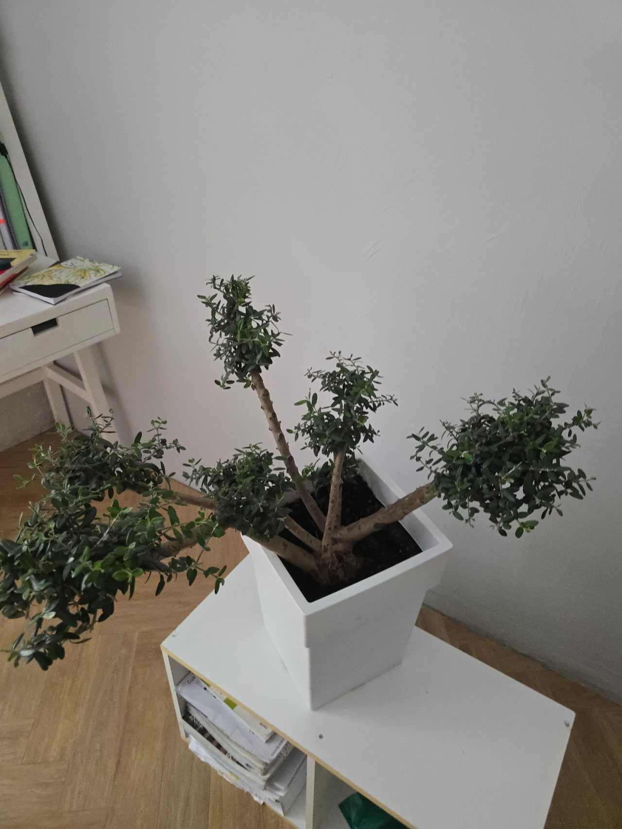 Photo 19