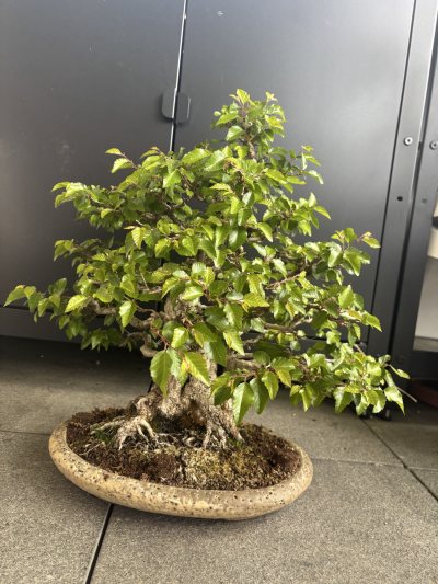 Carpinus Coreana