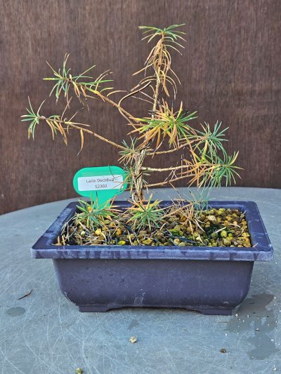 Larix Decidua