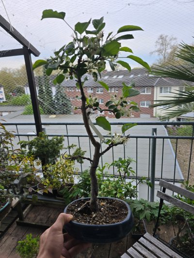 Zierapfel 008