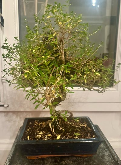 Serissa