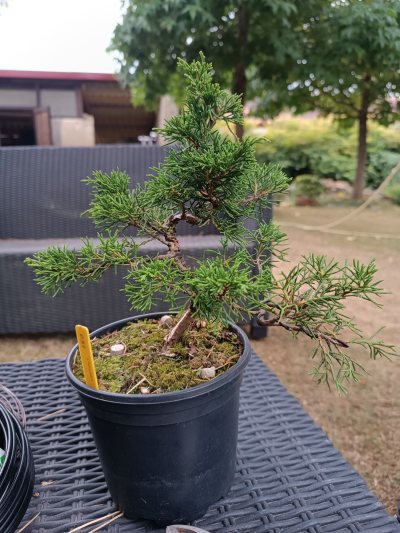 Juniperus Itoigawa 097