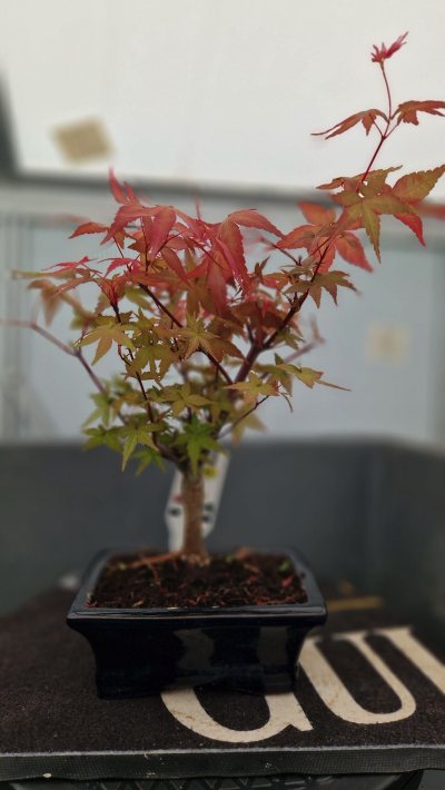 Érable palmatum