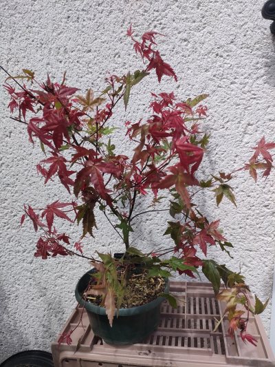 Érable du Japon "Beni Maiko"