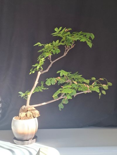 Vendita: Glicine