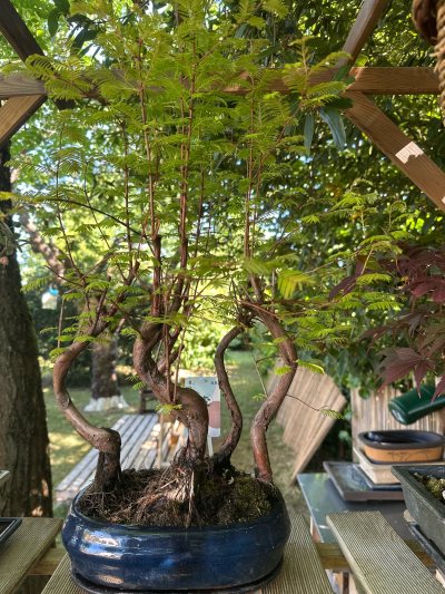 Metasequoia Glyptostroboides