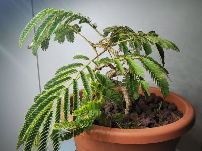 Albizia