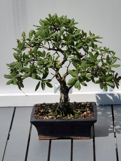 11. Eik (Quercus)