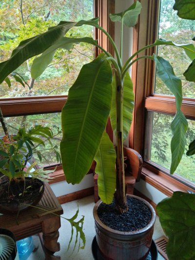 Banana Tree, Ice Cream