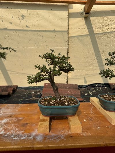 Cotoneaster perenne 2