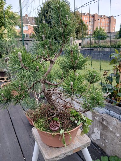 Pinus # Levant