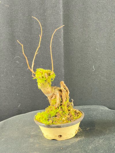 Zelkova