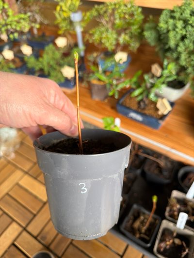 Ginkgo 3