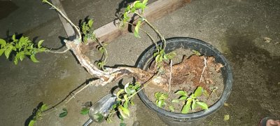 Snakey