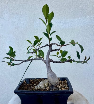 Ficus femenino