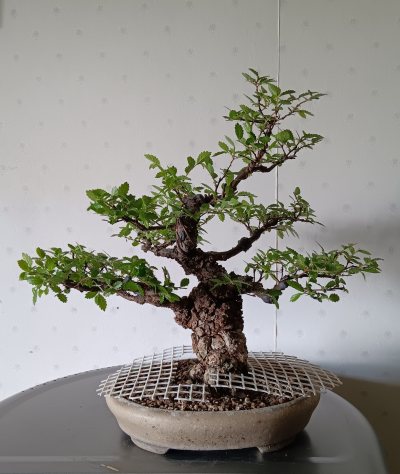 Ulmus suberosa