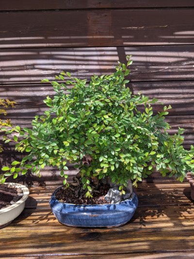 Zelkova