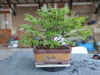Troène de chine