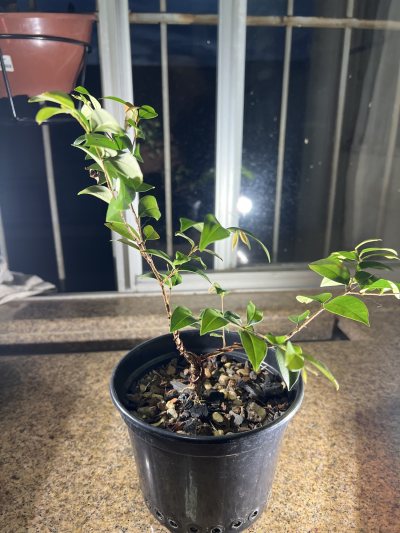 Jaboticaba 1