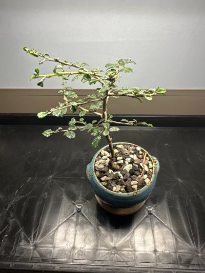 Fukien Tea Tree