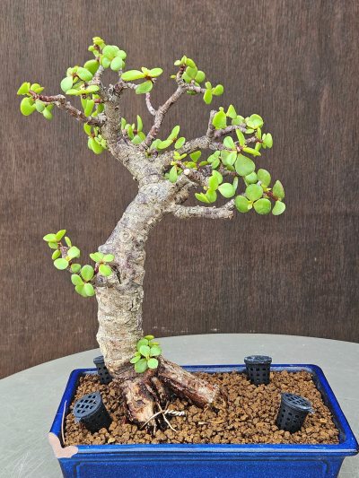 Portulacaria Afra