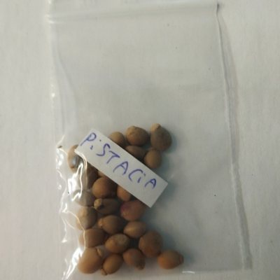 Фисташка атлантическая, или Дикая семена