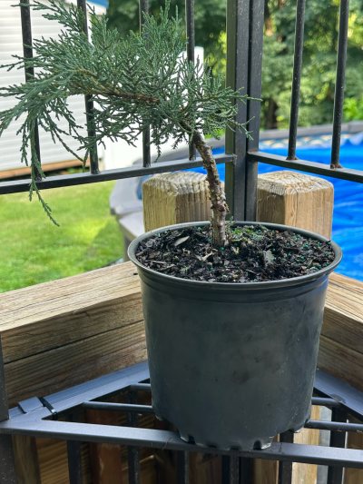 Juniper