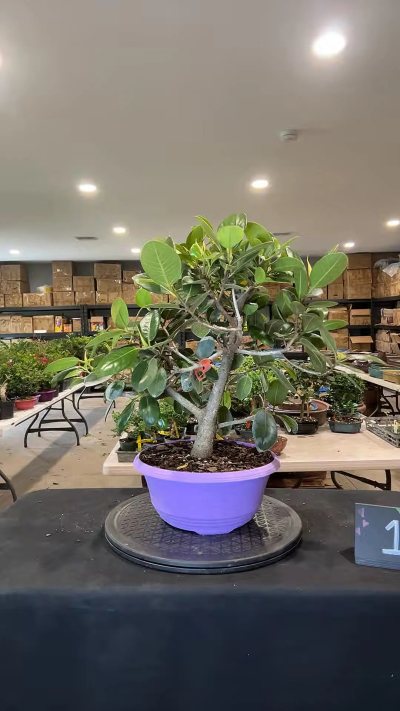 Rusty fig ficus