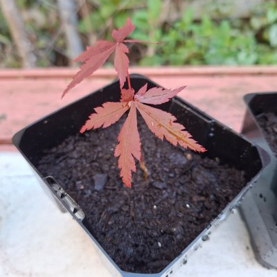 Japanese Maple (Red)