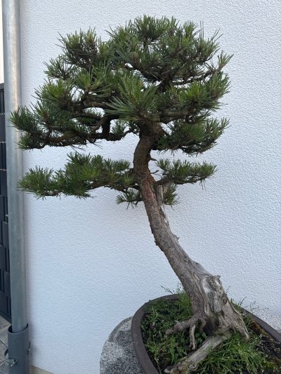 Pechkiefer