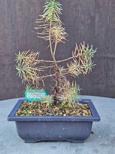 Larix Decidua
