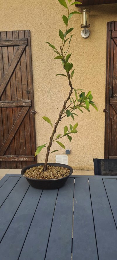 Ficus 4