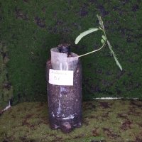 Omplantning - 02.12.2025 - Photo 1/1
