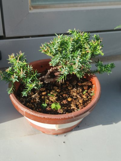 junípero procumbens nana